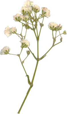 Pressed gypsophila flower